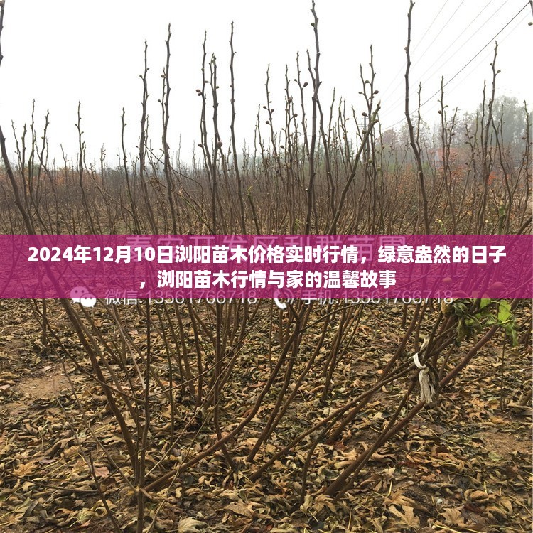 绿意盎然的日子，浏阳苗木行情实时报道与家的温馨故事（2024年12月10日）