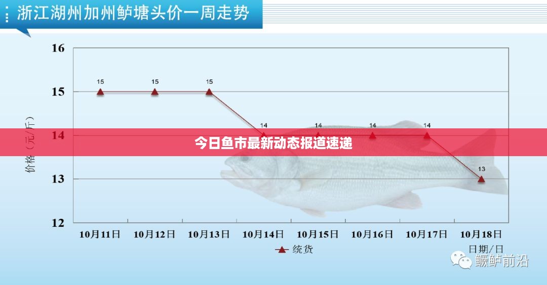 今日鱼市最新动态报道速递